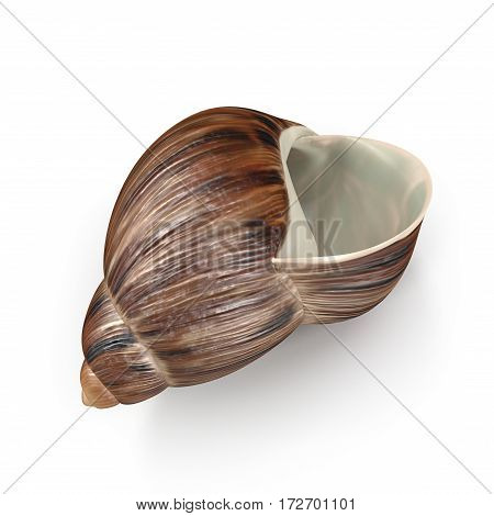 Marginata Shell on white background. 3D illustration