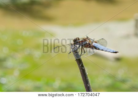 Broad-bodied Chaser dragonfly is ready for fly from its alternate airfield.