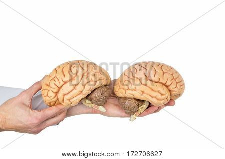 Hands holding models human brain hemispheres isolated on white background