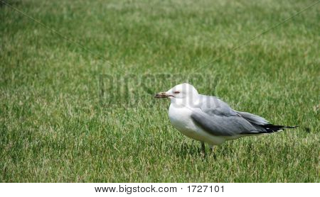  Sea Gull