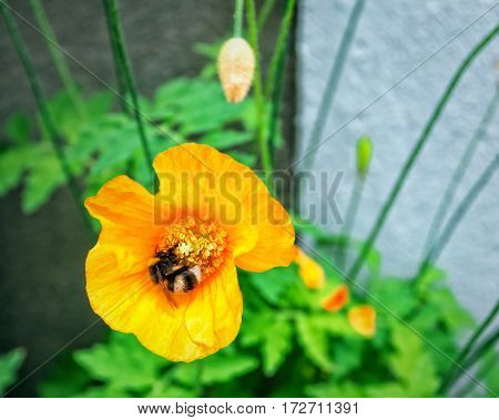 A close-up shot of a yellow poppy flower. Bergen Norway