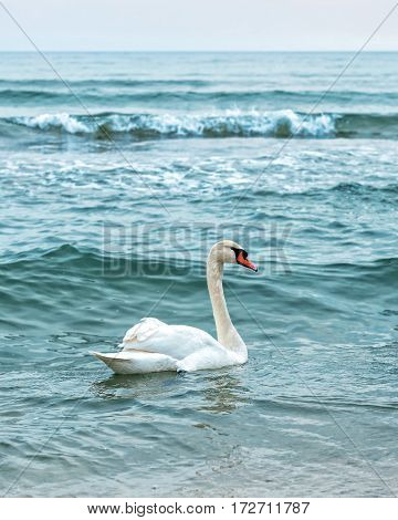 White young swan in the winter sea