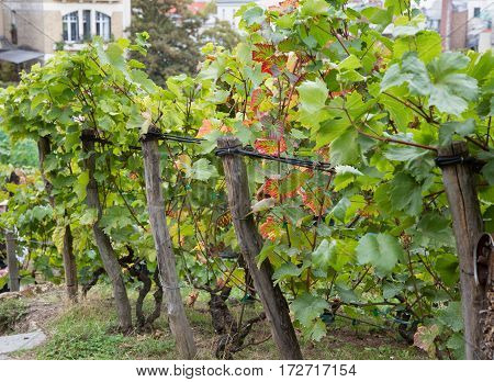 Close up of vineyard on Montmartre hill Paris France.