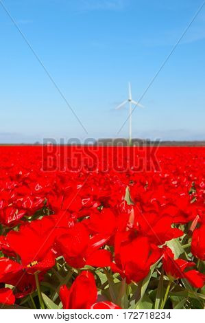 Landscape in Holland with flowerbulbs, red tulips and wind mill