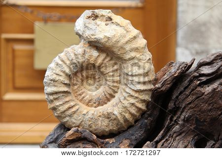 Shell imprint / The imprint of the ancient shell