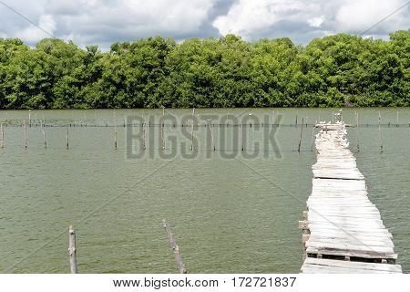Old wood path over the seafood hatchery
