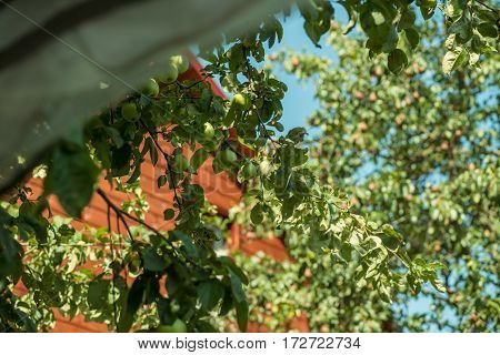 Green apples hanging on a tree branch on the background of the house roof.