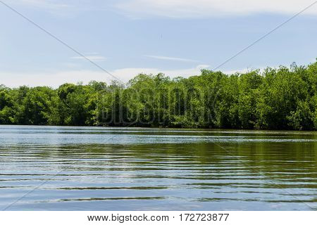 Reflections of mangroves in the swamp water
