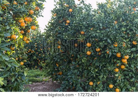 Field of oranges with fruits on the tree