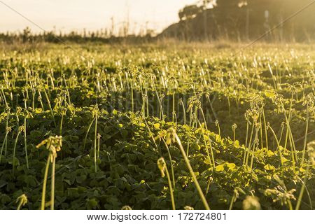 Sunset over the green field of shamrocks