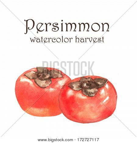 Hand-drawn watercolor illustration of fresh ripe fruits - orange persimmons. Watercolor harvest isolated on the white background