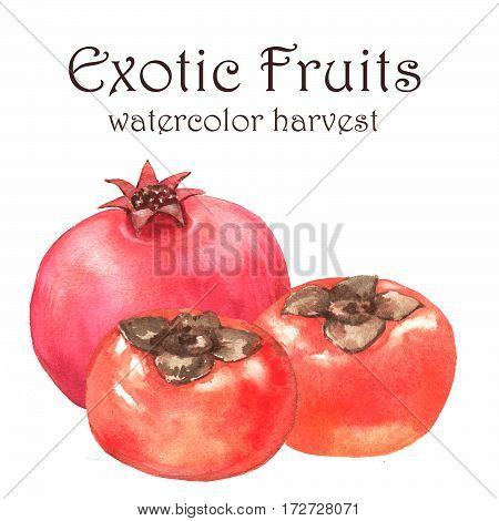 Hand-drawn watercolor illustration of fresh ripe exotic fruits - orange persimmons and pomegranate. Watercolor harvest isolated on the white background