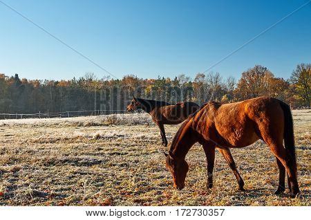 Horses on a frozen meadow in the cold morning.