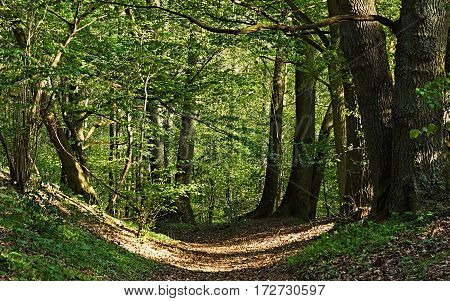 Covered with leaves path into the green forest.