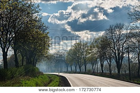 The road between the trees under the sky with white clouds.