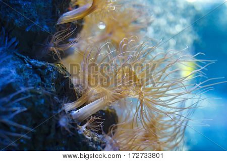 Sea anemone