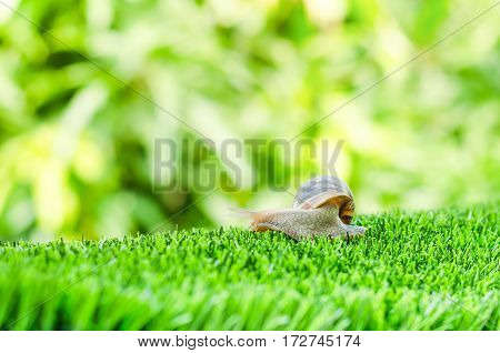A Snail crawling on green grass in the garden.