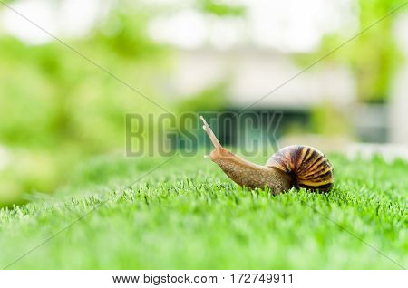 A Snail crawling on green grass in the garden.