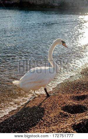 A lone swan standing at the water's edge on the beac