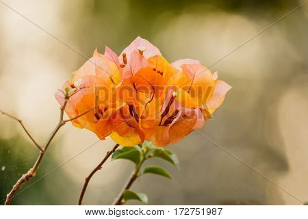 bougainvillea bloom bougainvillea flower Orange nature backgroubd.