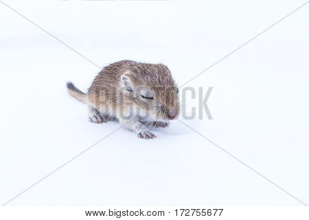 Litter Mongolian Gerbil, Desert Rat