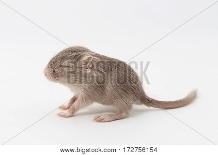 Litter Mongolian Gerbil, Desert Rat