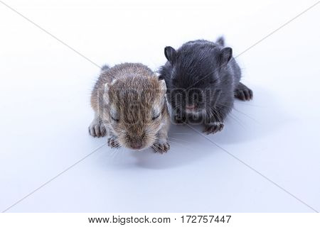 Litter Mongolian Gerbil, Desert Rat