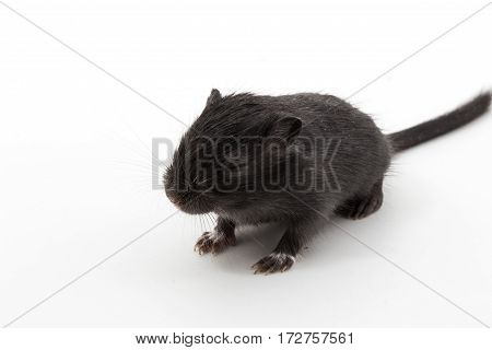 Litter Mongolian Gerbil, Desert Rat