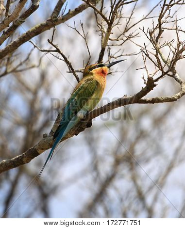 Blue -tailed Bee-eater Merops philippinus Sri Lanka