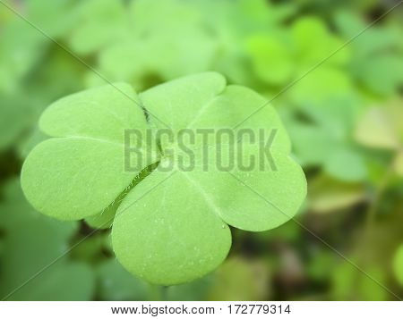Leaf of some shrub plantgenerally grows nearer to the ground in the damp soil.