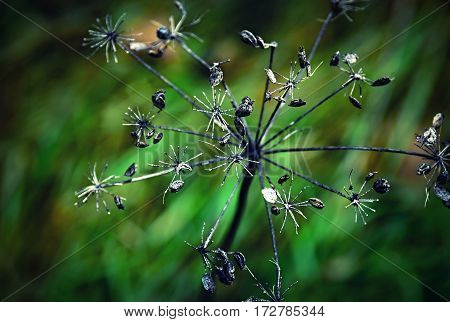 seasonal Shrunken plant on a green background