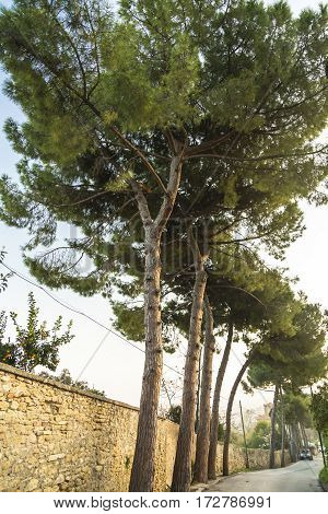 Italy, Grottammare, the pinewood trees near the beach
