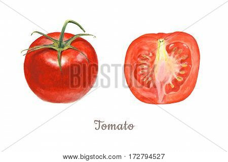 Botanical watercolor illustration of whole and cut tomato on white background. 