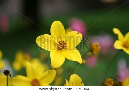 Yellowflower