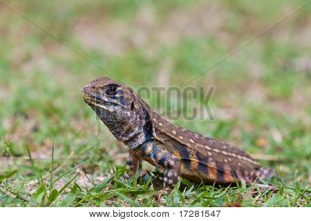 Hagedis Reptile In zijn gat