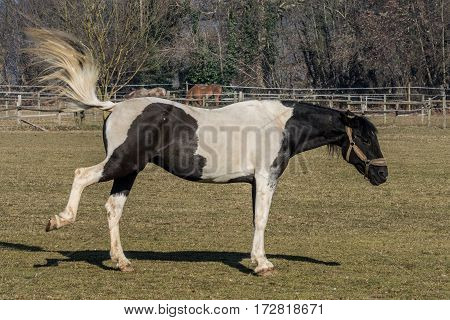 Cavallo al Parco di Monza (Hourse) wildlife