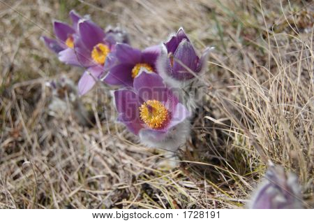 Flor