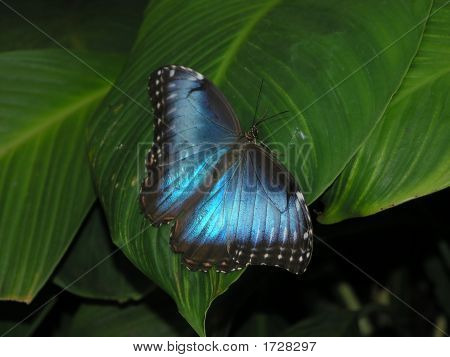 Motyl