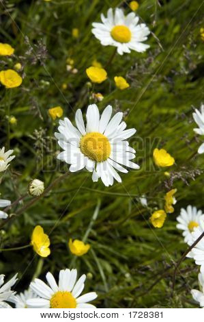 .Three Ox-Eye Daisies
