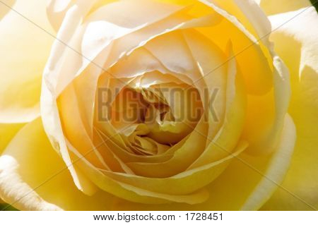 .Rose