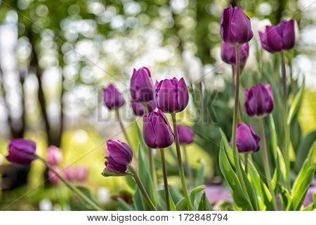 Park Street flora flowers tulips colorful flowers flowers in the open air