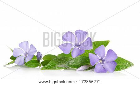 Beautiful Blue Flowers Periwinkle On White Background