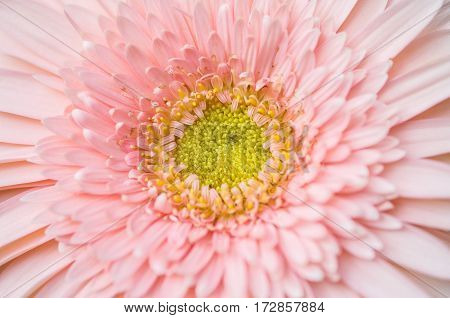 Closeup surface pink chrysanthemun flower textured background