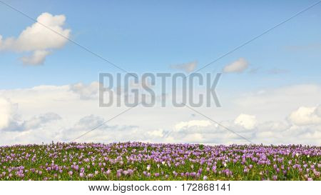 Field of wild purple crocuses with sky and clouds in background