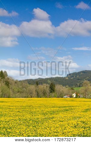 Beautiful yellow flower meadow and a ranch house in distance. Sunny and clear spring day.