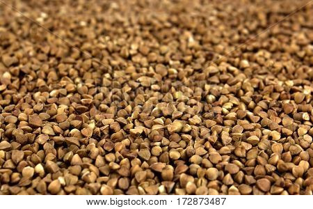 buckwheat grains background useful and tasty natural