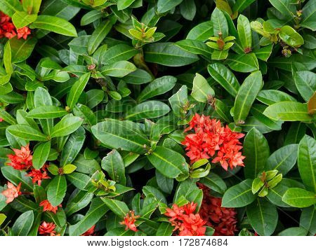 Red spike flower in garden and young green bloom with copy space for text. Selective focus on image.