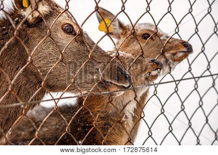 VISIM NATURE RESERVE/ RUSSIA - JANUARY 6, 2017. Three deer are waiting for the food in Visim Nature Reserve in the low Middle Ural Mountains of Russia.