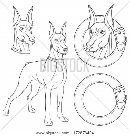 Set of illustrations with a Doberman in a collar. Isolated black and white vector objects on white background.