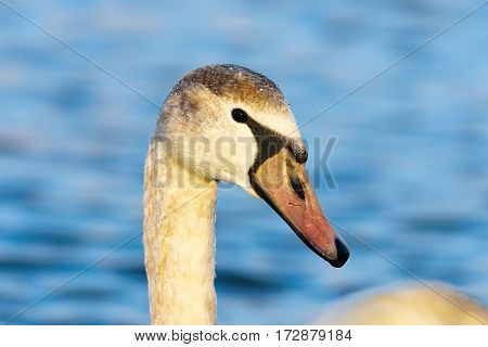 beautiful portrait of mute swan over blue out of focus background ( Cygnus olor )